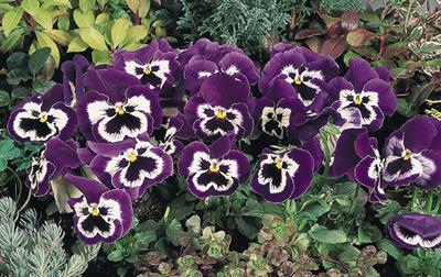 Viola × wittrockiana
